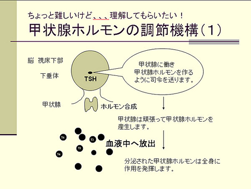 甲状腺ホルモンの調節機構