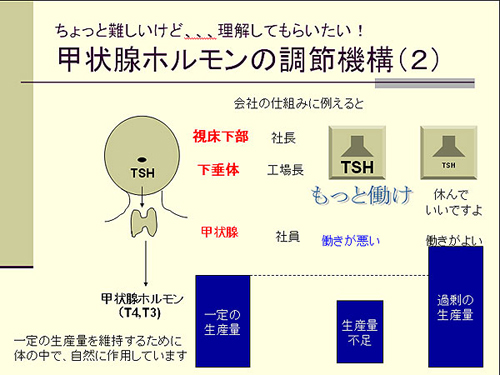 甲状腺ホルモンの調節機構